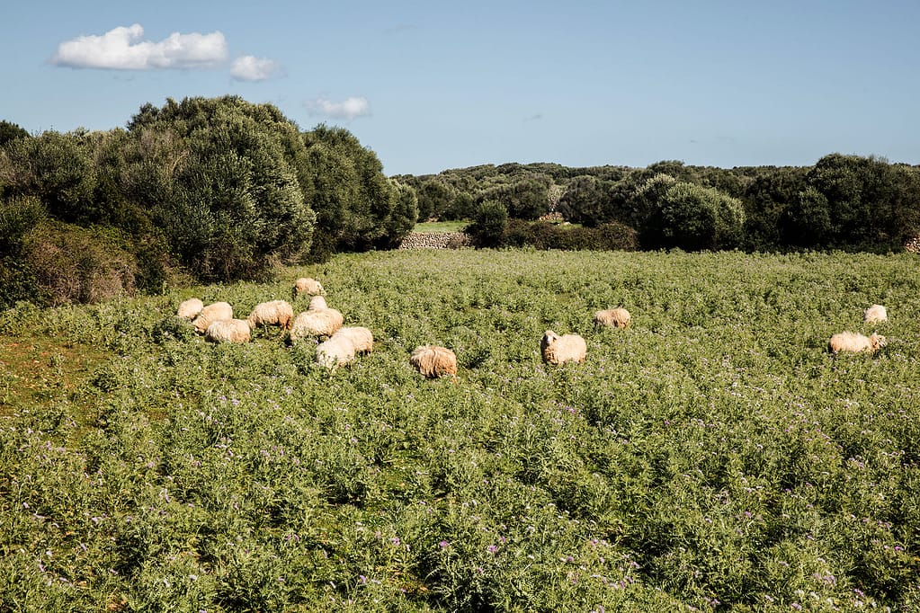 Es Bec d Agila Luxury Villa Rental Menorca