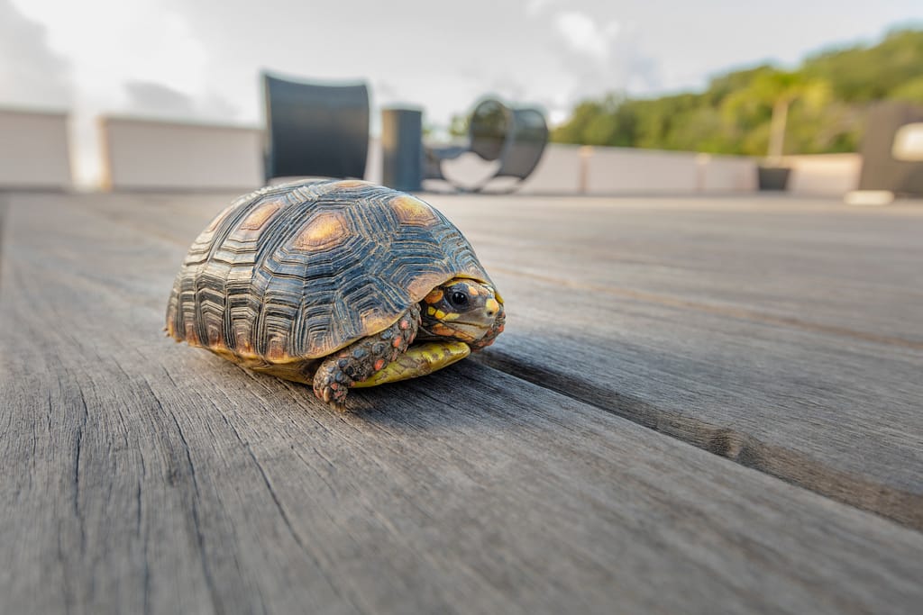 Taliesin Ultra Luxury Villa Rental Mustique