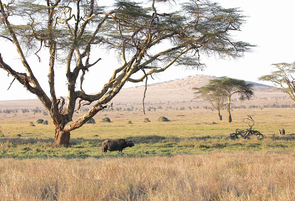 Sirai House Borana Kenya