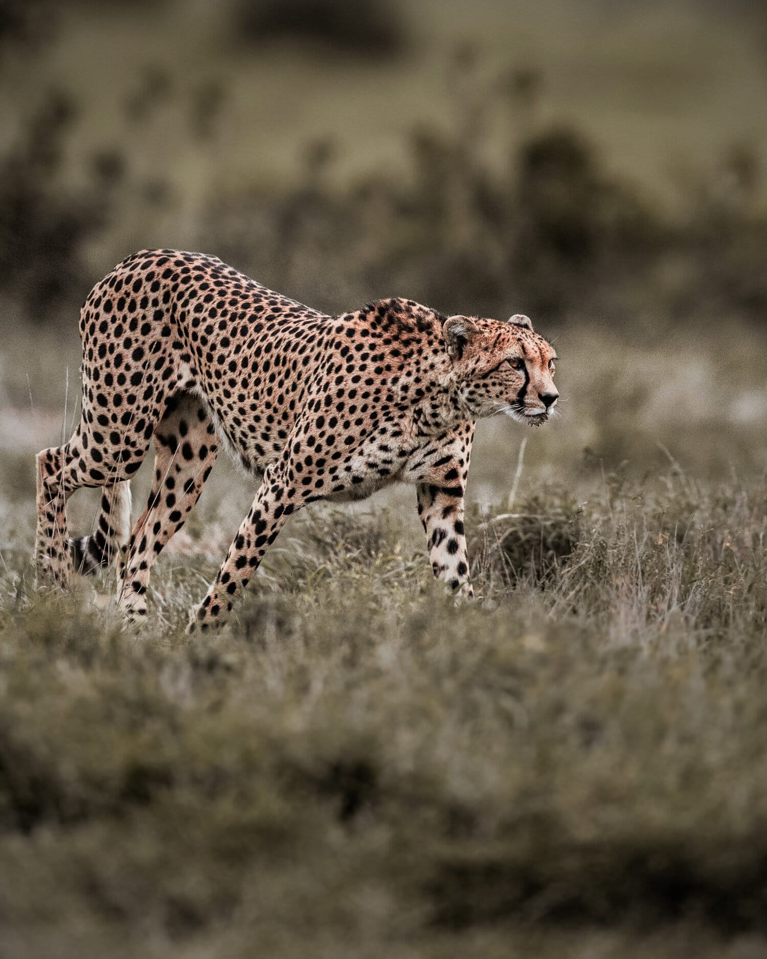 Kenya Safari