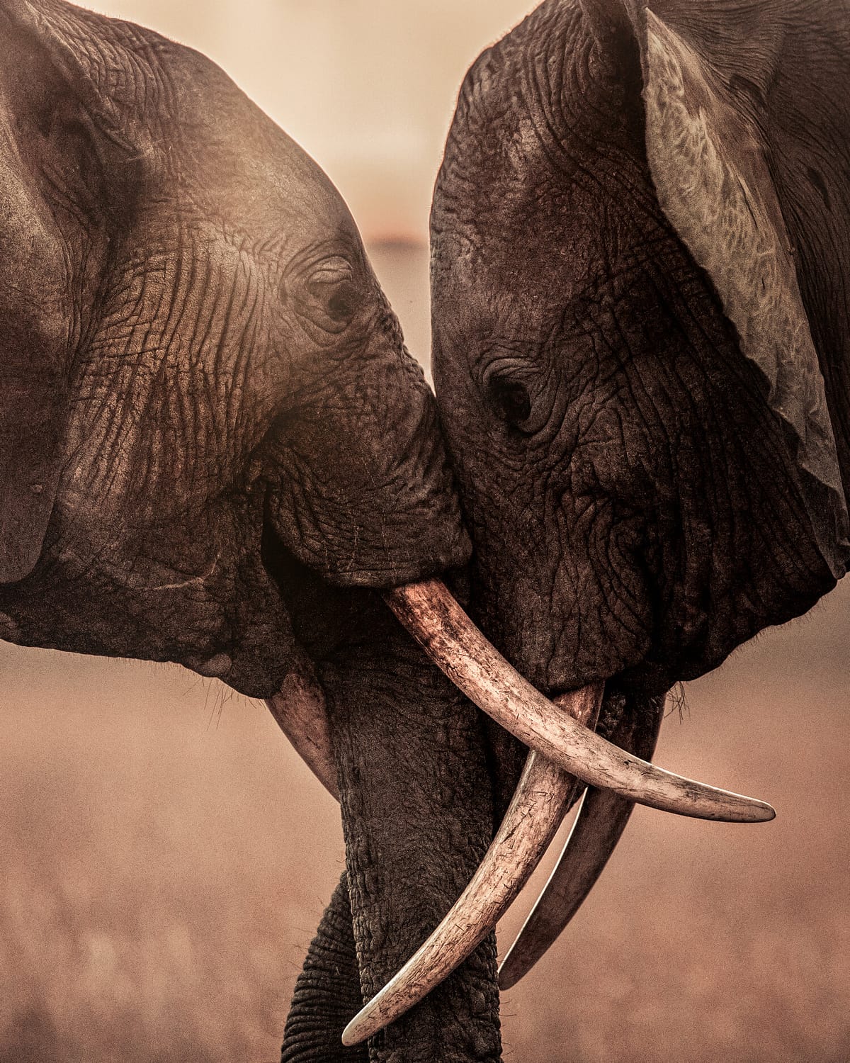 Kenya Safari